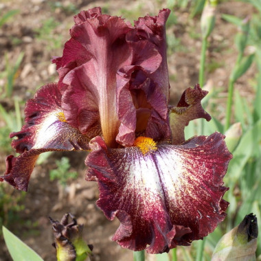 PÉTILLANT BOURGOGNE